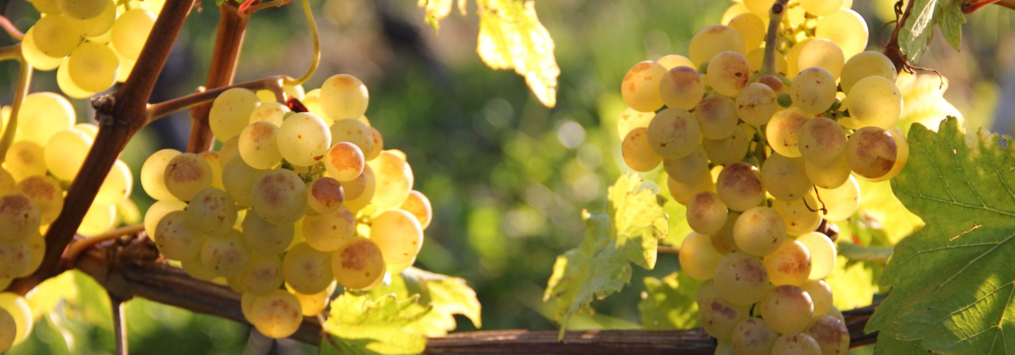 cave_prieure_raisin-e1560331716668-scaled.jpg cave_prieure_raisin-e1560331716668-scaled.jpg